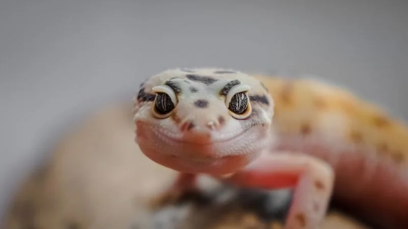Akvárium, terrárium: hűtés, fűtés, szellőztetés